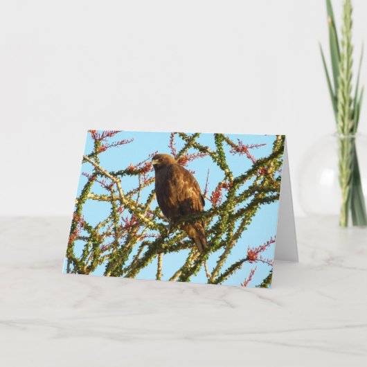 オコティロブッシュの未熟な赤尾のタカ カード (正面)