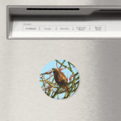 オコティロブッシュの未熟な赤尾のタカ マグネット (インサイチュ (食洗機))