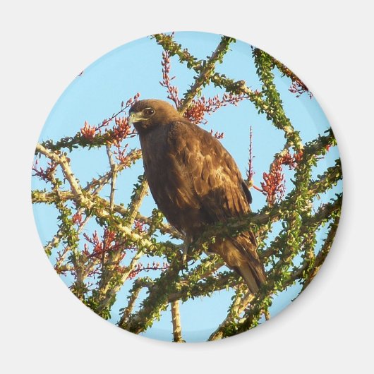 オコティロブッシュの未熟な赤尾のタカ マグネット (正面)