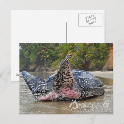 オサガメ ポストカード (正面/裏面)