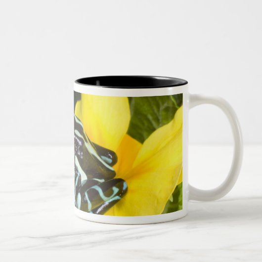 オサ半島コスタリカ ツートーンマグカップ (右)