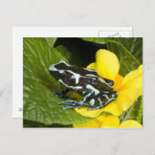 オサ半島コスタリカ ポストカード (正面/裏面)