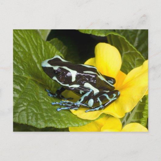 オサ半島コスタリカ ポストカード (正面)