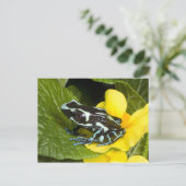 オサ半島コスタリカ ポストカード (スタンド正面)