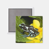 オサ半島コスタリカ マグネット (正面/裏面)