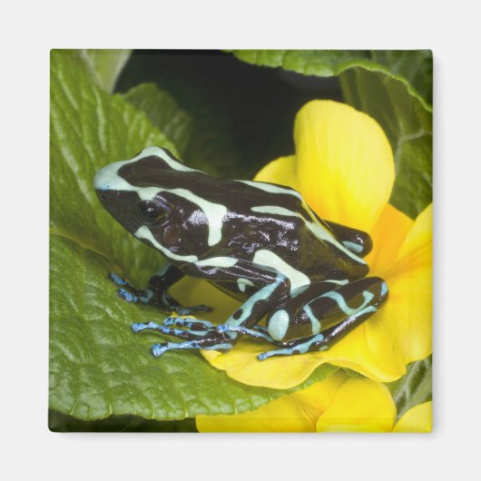 オサ半島コスタリカ マグネット (正面)