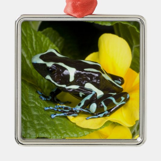 オサ半島コスタリカ メタルオーナメント (正面)