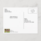 オザークの滝 春のブラフ ポストカード (裏面)