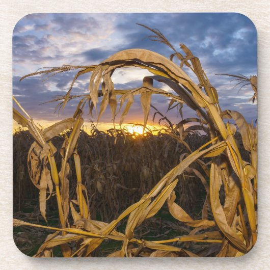 オザークスハーベスト コースター (正面)