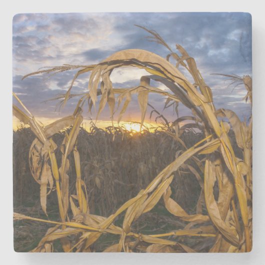 オザークスハーベスト ストーンコースター (正面)