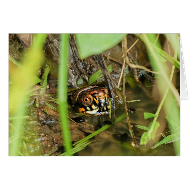 オシガメとタマガモ (正面横)