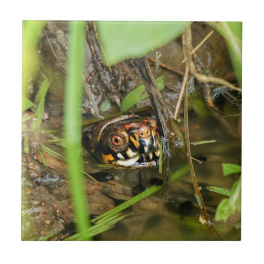 オシガメとタマガモ タイル (正面)