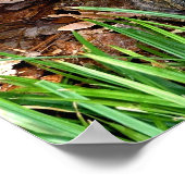 オシガメ ポスター (角)