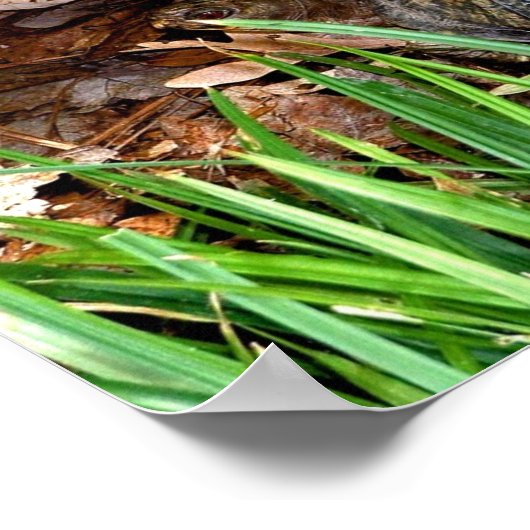 オシガメ ポスター (角)