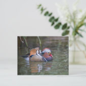 オシドリ ポストカード (スタンド正面)