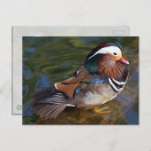 オシドリ ポストカード (正面/裏面)