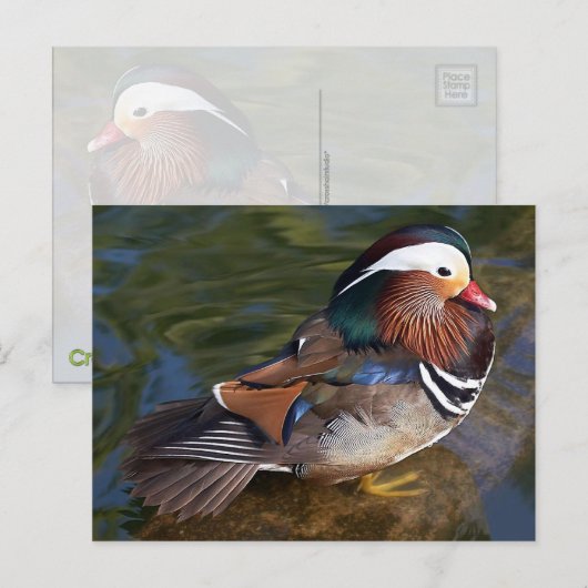 オシドリ ポストカード (正面/裏面)