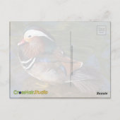 オシドリ ポストカード (裏面)