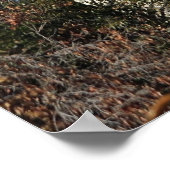 オジャイ，カリフォルニア ポスター (角)