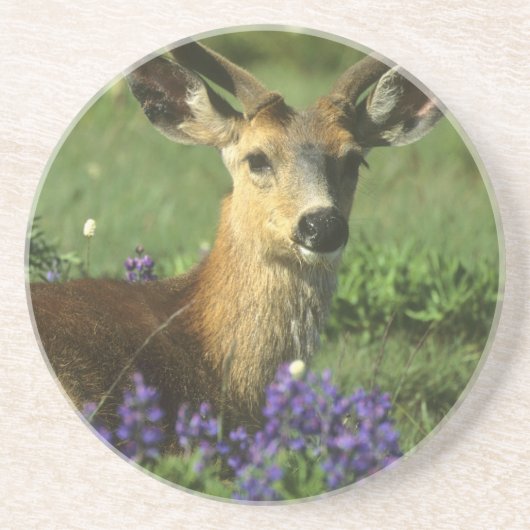 オジロジカ, Odocoileus hemionus コースター (正面)