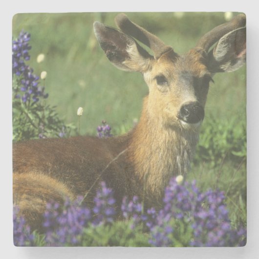 オジロジカ(Odocoileus hemionus) ストーンコースター (正面)