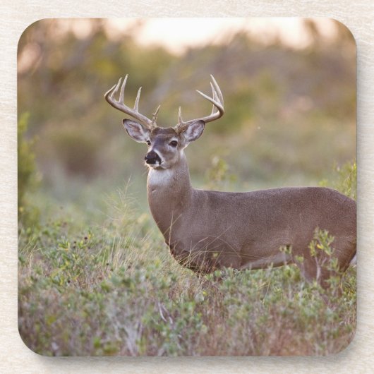 オジロジカ(Odocoileus virginianus)オス2 コースター (正面)