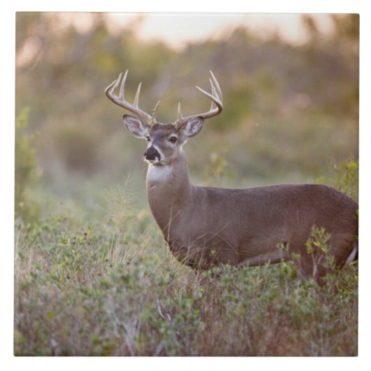 オジロジカ(Odocoileus virginianus)オス2 タイル (正面)