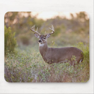 オジロジカ(Odocoileus virginianus)オス2 マウスパッド