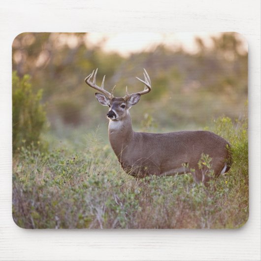 オジロジカ(Odocoileus virginianus)オス2 マウスパッド (正面)