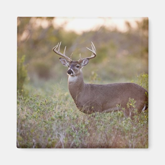 オジロジカ(Odocoileus virginianus)オス2 マグネット (正面)