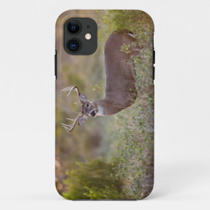 オジロジカ(Odocoileus virginianus) オス 2 iPhone 11 ケース