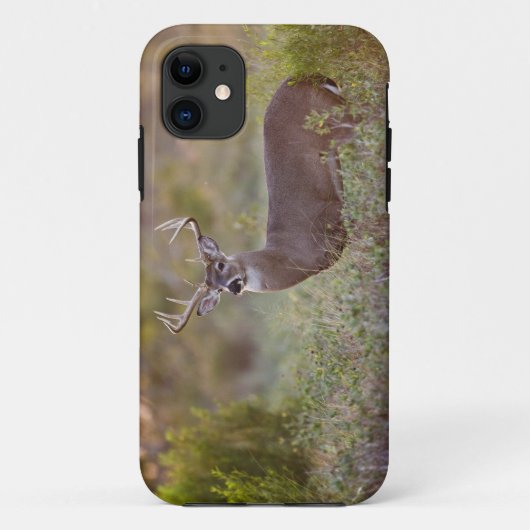 オジロジカ(Odocoileus virginianus) オス 2 Case-Mate iPhoneケース (裏面)