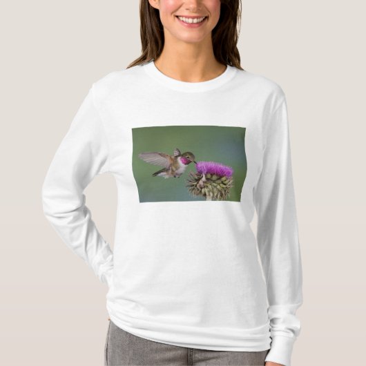 オジロハチドリ, Selasphorus Tシャツ (正面)