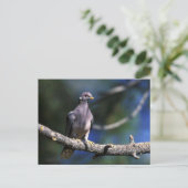 オジロハト ポストカード (スタンド正面)