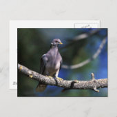 オジロハト ポストカード (正面/裏面)