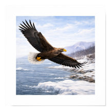 オジロワシ(Haliaeetus albicilla)–