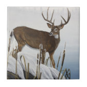 オジロ鹿シカ タイル (正面)