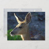 オジロ鹿シカ ポストカード (正面/裏面)