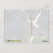 オジロ鹿シカ ポストカード (裏面)