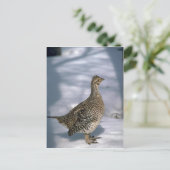 オジロ ポストカード (スタンド正面)