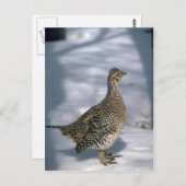 オジロ ポストカード (正面/裏面)