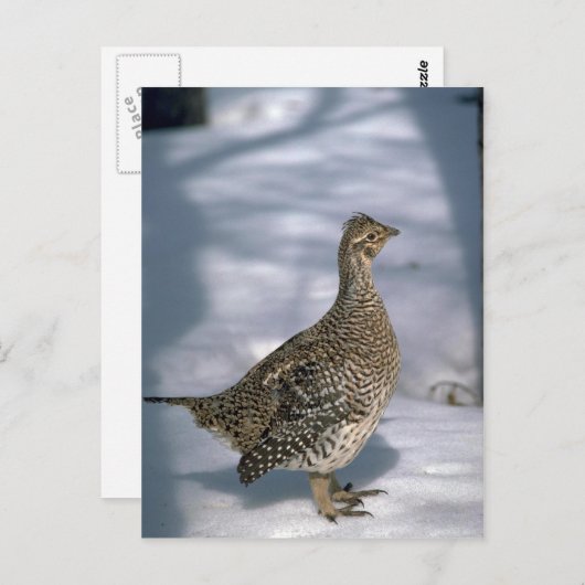 オジロ ポストカード (正面/裏面)