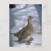 オジロ ポストカード (正面)