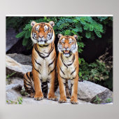 オスとメスのトラ ポスター (正面)
