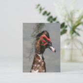 オスのアヒルの写真 ポストカード (スタンド正面)