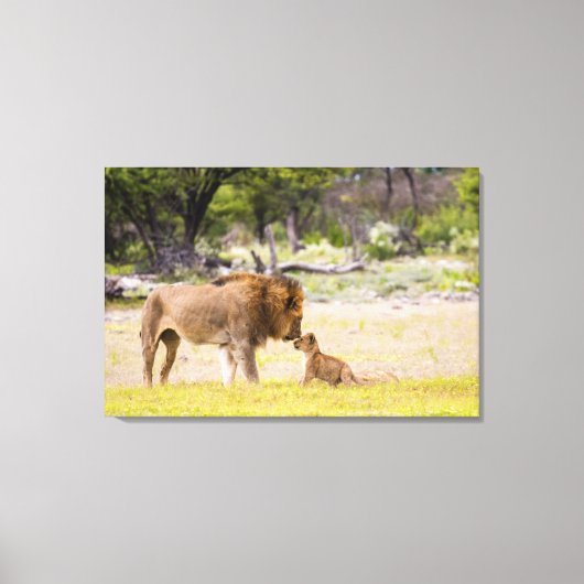 オスのオスのライオンが子どもを検査する キャンバスプリント (正面)