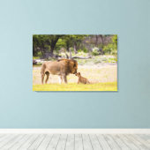 オスのオスのライオンが子どもを検査する キャンバスプリント (インサイチュ (ウッドフロア))