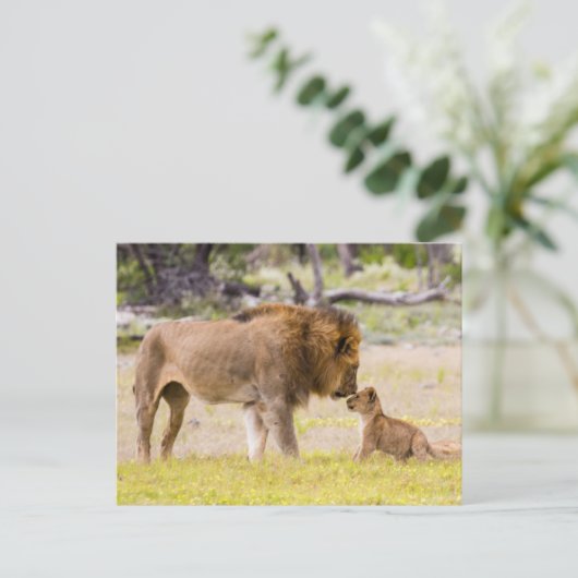 オスのオスのライオンが子どもを検査する ポストカード (スタンド正面)