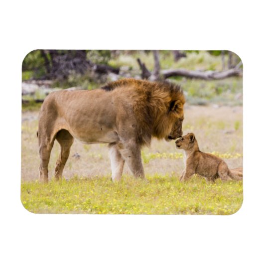 オスのオスのライオンが子どもを検査する マグネット (横)