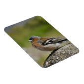 オスのズアオアトリ(野生: Fringillaのcoelebs) マグネット (右側)